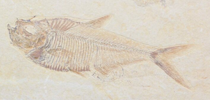 Nice, Diplomystus Fossil Fish - Wyoming #40751